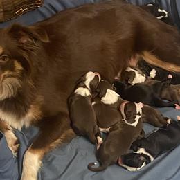 Miniature Australian Shepherds from M & M Mini Aussies