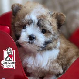 Baby Saja - Tan and white male Yorkshire Terrier puppy in California from Corazon de gigante