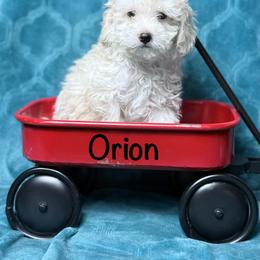 Orion - Cream male Poodle puppy in Cartersville, Georgia from Little Legacy Puppies
