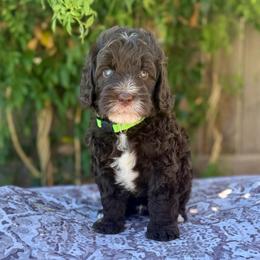 Macchiato - Chocolate male Labradoodle puppy in Clovis, California from Delta Doodless