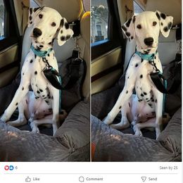 Dalmatian Puppies from Lone Star Dalmatians