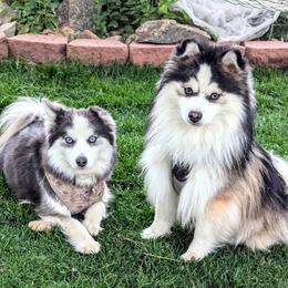 Pomsky puppies from Rocky Mountain Pomskies