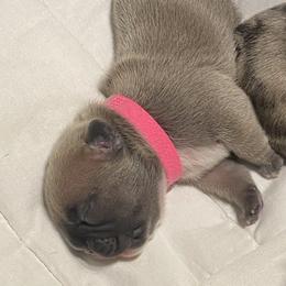 French Bulldog Puppies from Bully Mates