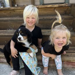 Bernese Mountain Dogs from Acorn Hill Bernese