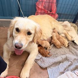 Girl 1 - Golden female Golden Retriever puppy in Great Falls, Montana from VS Golden Fields
