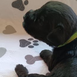 Girl 6 - Black Miniature Schnauzer puppy in Asheville, North Carolina from Farbe Miniature Schnauzers