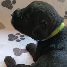Girl 6 - Black Miniature Schnauzer puppy in Asheville, North Carolina from Farbe Miniature Schnauzers
