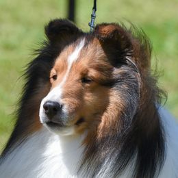 Sir - Shetland Sheepdog