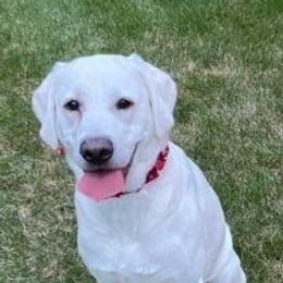 Skye - Labrador Retriever