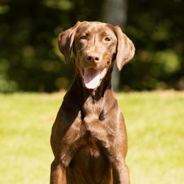 Fancy - Labrador Retriever