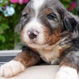 Storm - Merle male Bernedoodle puppy in Folsom, Louisiana from DoodlesFarmCo