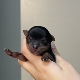 Girl 1 - Black and gold female Yorkshire Terrier puppy in Fredericksburg, Indiana from Yorkie Blessings