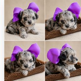 Aspen - Merle female Shihpoo puppy in Delphos, Ohio from Route 66 Poodles & Doodles, Sapphire Shih-tzu's of Ohio