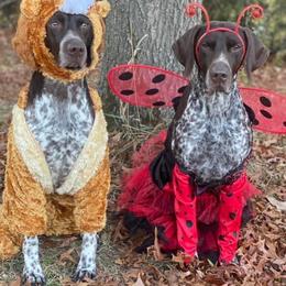 German Shorthaired Pointers from Aus Dem Norden GSP’s