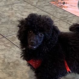 GUCCI - Poodle