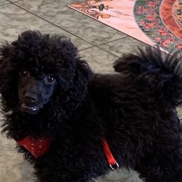 GUCCI - Poodle