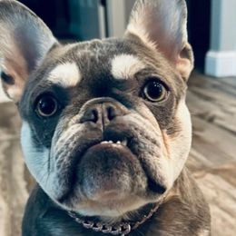 Millie - French Bulldog