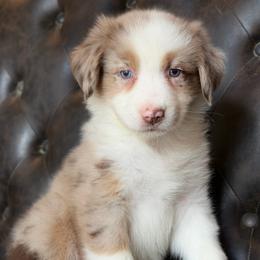 Prince-has tail-many videos - Red merle male Australian Shepherd puppy in Troy, South Carolina from Australian Shepherds of 3/W Farms