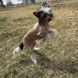 Chinese Crested puppies from Willow Creek Cresteds