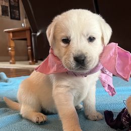Lillie(Pink Female) - Yellow female Labrador Retriever puppy in Mansfield, Missouri from Leadhill Labs