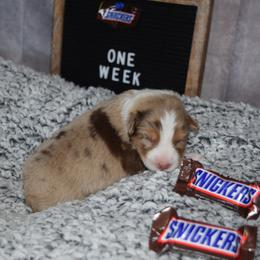 Australian Shepherd Puppies from Faith Built Ranch