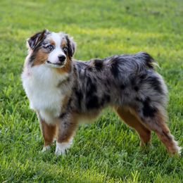 Willow - Toy Australian Shepherd