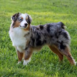 Willow - Toy Australian Shepherd