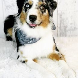 Miniature Australian Shepherd Puppies from Spur Strap Miniature Australian Shepherds