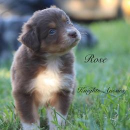 Rose - Red tri-color female Australian Shepherd puppy in Ceres, California from Knight's Aussies