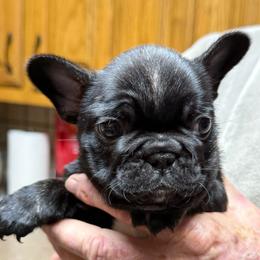Blitzie - Brindle female French Bulldog puppy in Greenville, Texas from Big Bullies N Texas