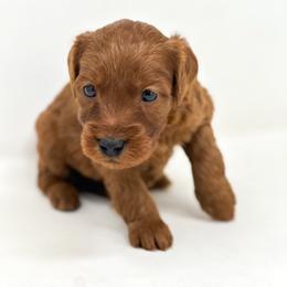 Lilo - Red  female Goldendoodle puppy in Davison, Michigan from Dreaming Doodles