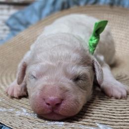 Petite Goldendoodles - Cream male Goldendoodle puppy in Austin, Texas from Austin Doodles & Poodles