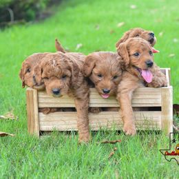 Goldendoodle Puppies from OodlesODoodles