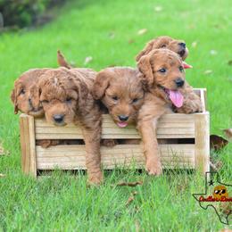 Goldendoodle Puppies from OodlesODoodles