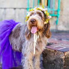 Gia - Spinone Italiano