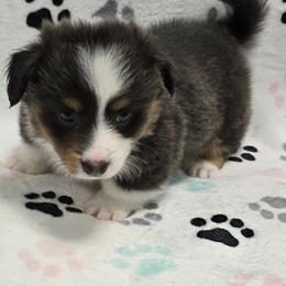 REGGIE - Gray and white male American Corgi puppy in Walker, Iowa from Double K Corgis