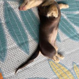 Dachshund Puppies from Sonshine's Southern Doxies
