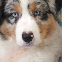 Australian Shepherds from Echo Lake Australian Shepherds