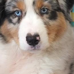 Australian Shepherds from Echo Lake Australian Shepherds