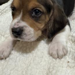 Beagles from Spear Lake Beagles