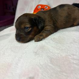 Larry - Dapple male Dachshund puppy in Lake City, Florida from My Ditzy Doxies of Florida