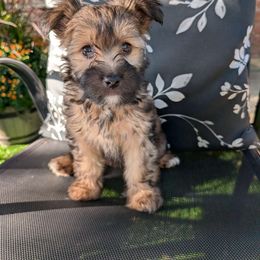 Sprite - Chinese Crested puppy from Charming Cresteds Kennel