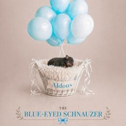 Aldous - Liver male Miniature Schnauzer puppy in Winter Haven, Florida from The Blue Eyed Schnauzer