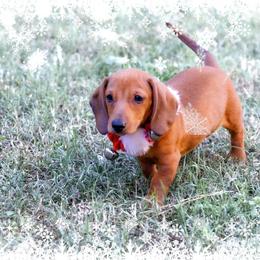 Dachshund Puppies from Army of Dachshunds