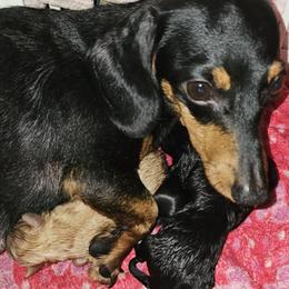 Dachshund puppies from Granny's babies