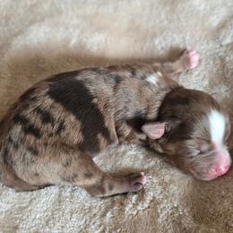 Chassis - Red merle female Miniature Australian Shepherd puppy in Paris, Texas from Blue Envy Mini Aussies