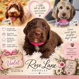 Violet - Hot Pink - Brown and white female Bernedoodle puppy in Winfield, Alabama from Rose Lane Doodles