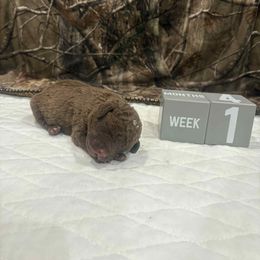 White Dot - Brown male Chesapeake Bay Retriever puppy in Wisconsin Dells, Wisconsin from Kilbourn Chesapeakes