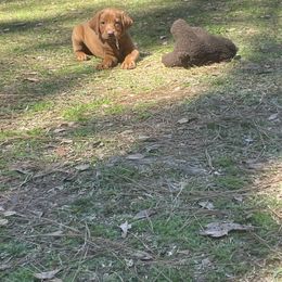 Labrador Retriever Puppies from Cajun Water Retrievers