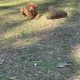 Labrador Retriever Puppies from Cajun Water Retrievers
